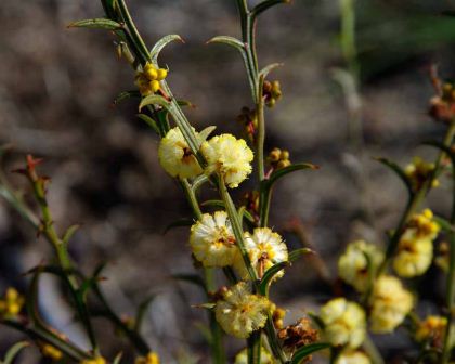 Acacia stenoptera - Narrow Winged Wattle